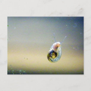Silver-Blue-Gold Water Snail Postcard