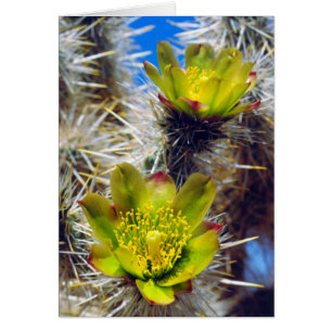 Silver Cholla Cactus Wildflowers