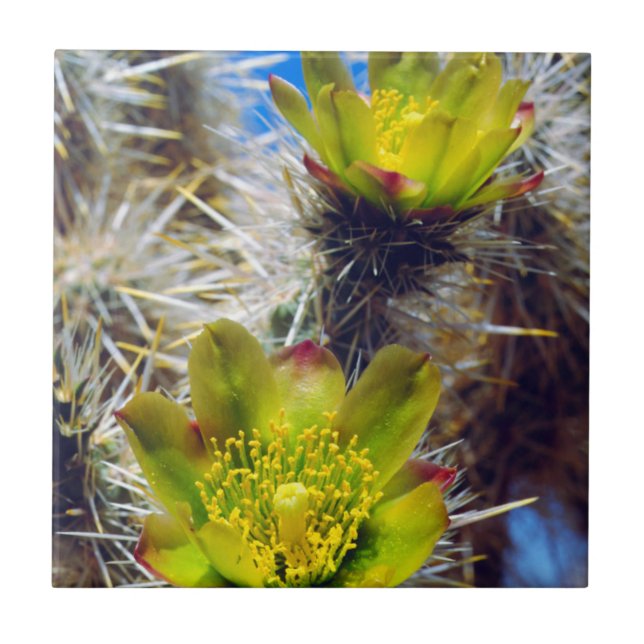 Silver Cholla Cactus Wildflowers Ceramic Tile (Front)