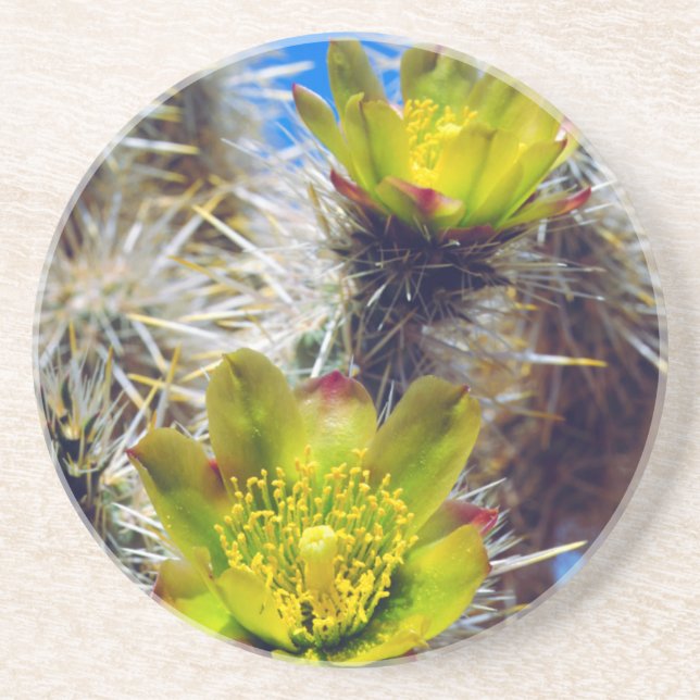Silver Cholla Cactus Wildflowers Coaster (Front)