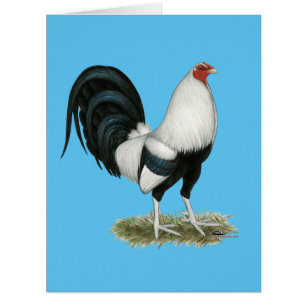 Silver Duckwing Gamecock