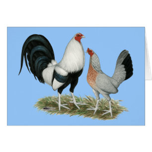 Silver Duckwing Gamefowl