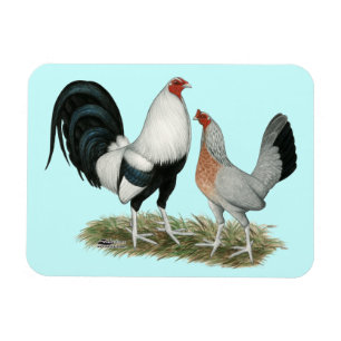 Silver Duckwing Gamefowl Magnet