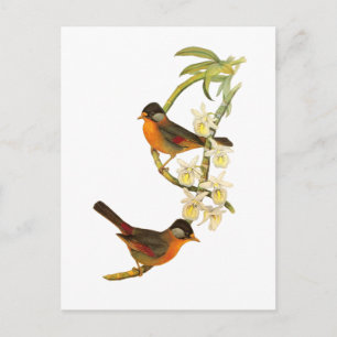 Silver-eared Mesia Postcard