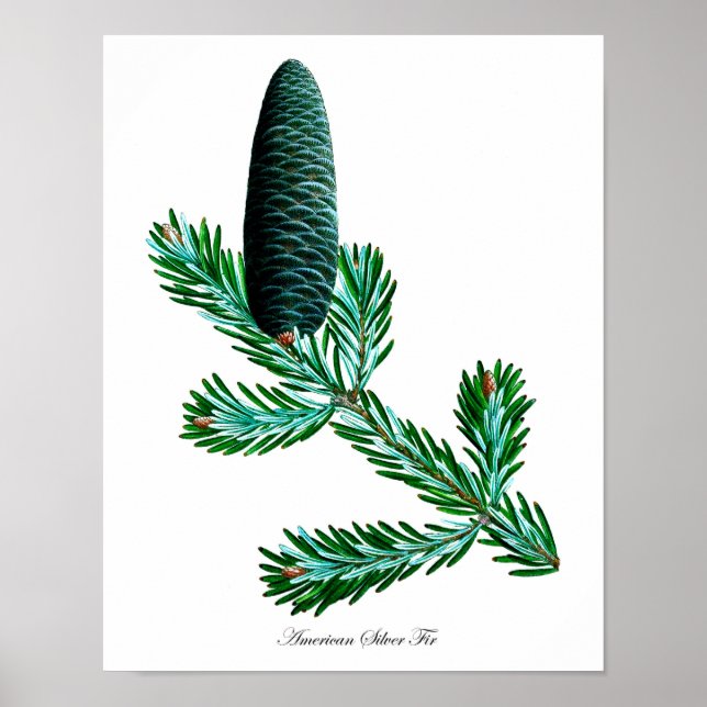 Silver Fir Botanical Print #2 Home Decor Wall Art (Front)