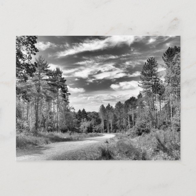 Silver Forest Postcard (Front)