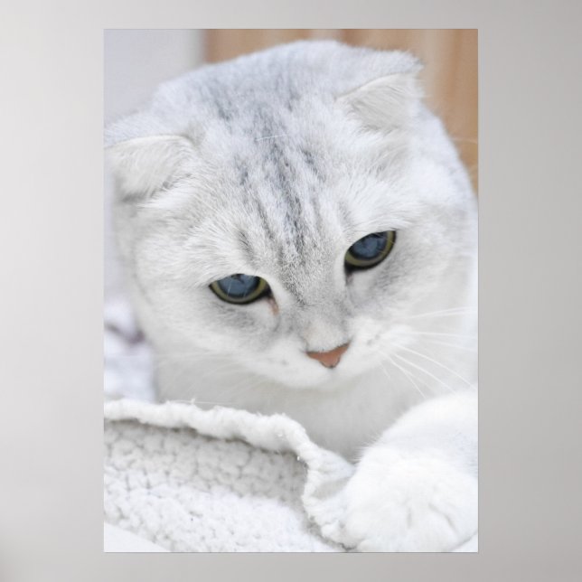 Silver gradient scottish fold cat poster (Front)