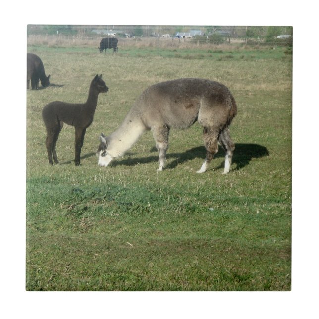 Silver Grey Alpaca & Cria Tile (Front)