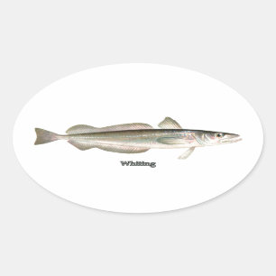 Silver Hake - Whiting Oval Sticker
