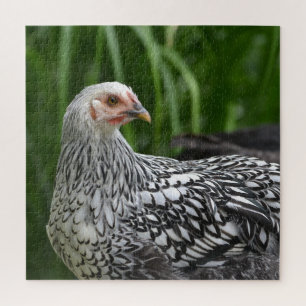 Silver Laced Chicken Jigsaw Puzzle