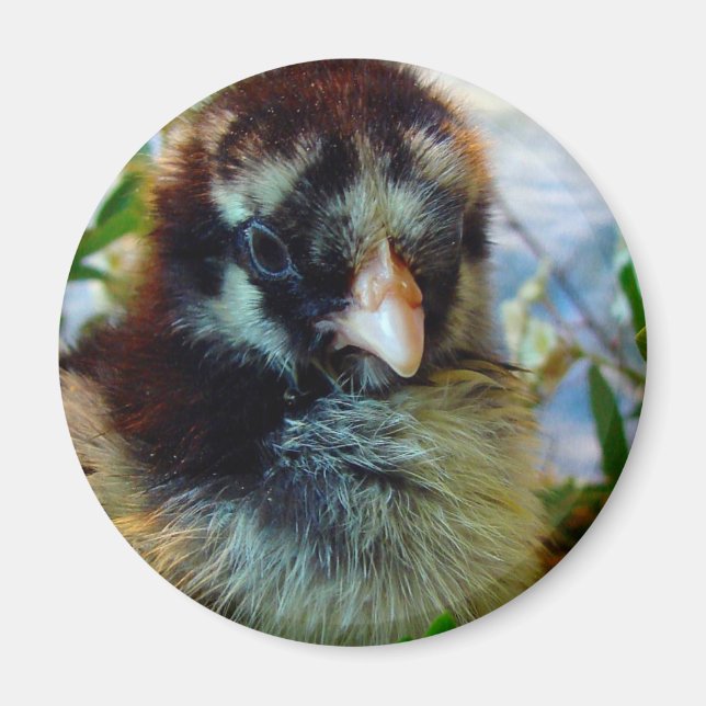 Silver Laced Cochin Chick in Studio Setting Magnet (Front)