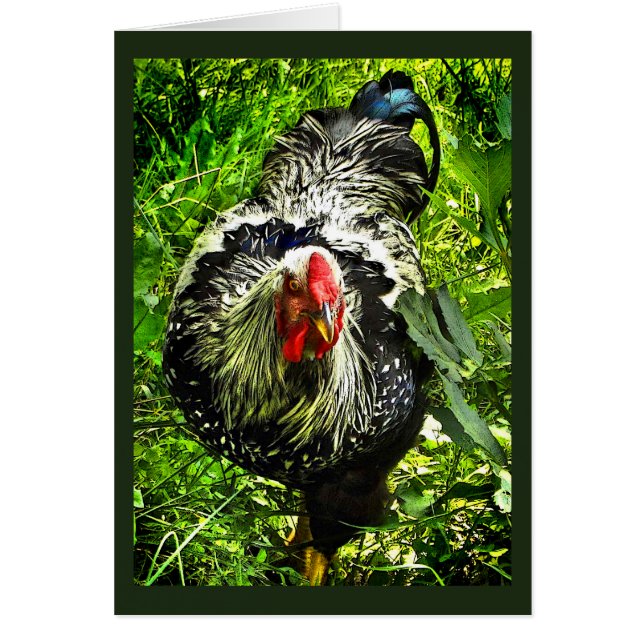 Silver Laced Wyandotte Rooster Green Blank Card (Front)
