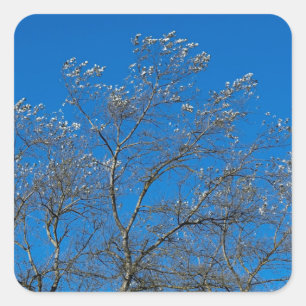 Silver Leaves of a White Poplar Tree Stickers