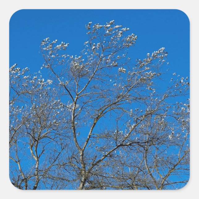 Silver Leaves of a White Poplar Tree Stickers (Front)