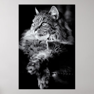 Silver Long Hair Tabby Cat Poster