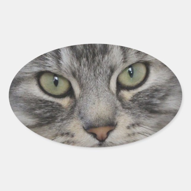 Silver Persian Cat Face Oval Stickers (Front)