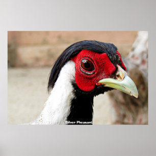 Silver Pheasants Poster