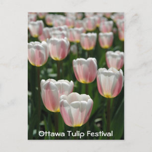 Silver pink tulips postcard