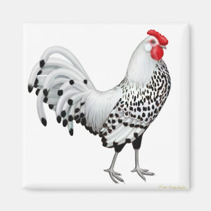 Silver Spangled Hamburg Rooster Magnet