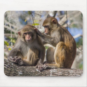 Silver Springs Monkeys Mouse Pad