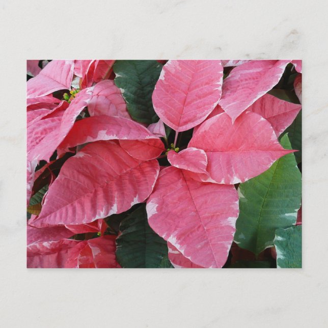 Silver Star Marble Poinsettias Pink Holiday Floral (Front)
