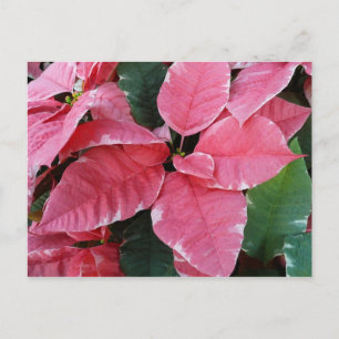 Silver Star Marble Poinsettias Pink Holiday Floral Postcard