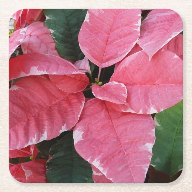 Silver Star Marble Poinsettias Pink Holiday Floral Square Paper Coaster (Front)