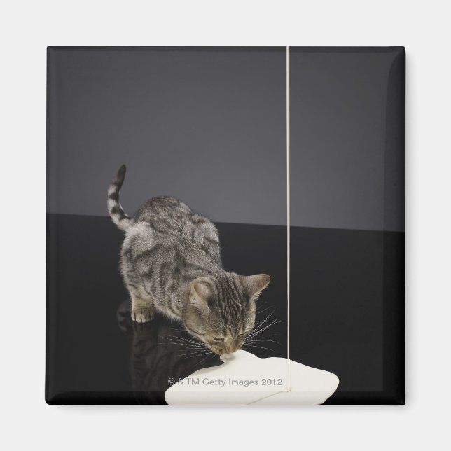 Silver tabby cat drinking cream from floor magnet (Front)