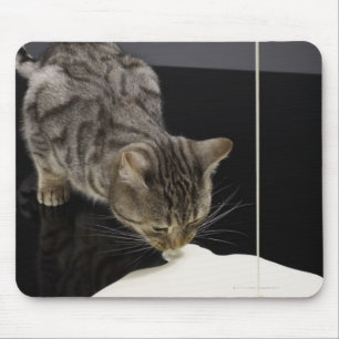 Silver tabby cat drinking cream from floor mouse pad
