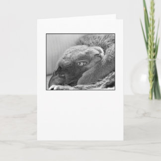 Silver the Cat Greeting Card