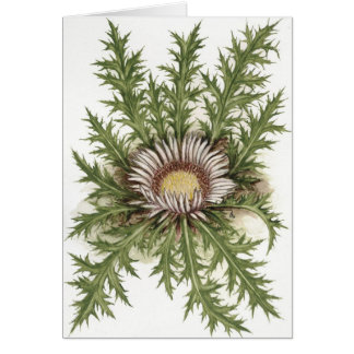 Silver Thistle Collection
