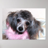 Silver Toy Poodle Face
