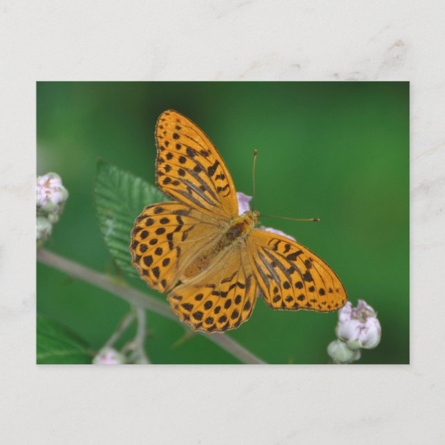 Silver-washed Fritillary postcard (Front)