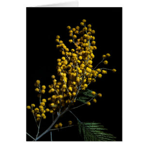 Silver Wattle Flowers