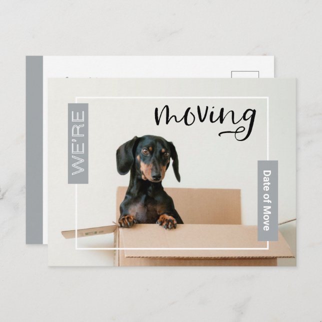 Silver We're Moving Dachshund Dog in Box Postcard (Front/Back)