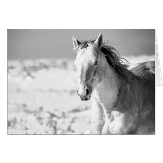 SILVER WILD HORSE OF UTAH (Front Horizontal)