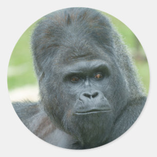 Silverback Dishi Classic Round Sticker
