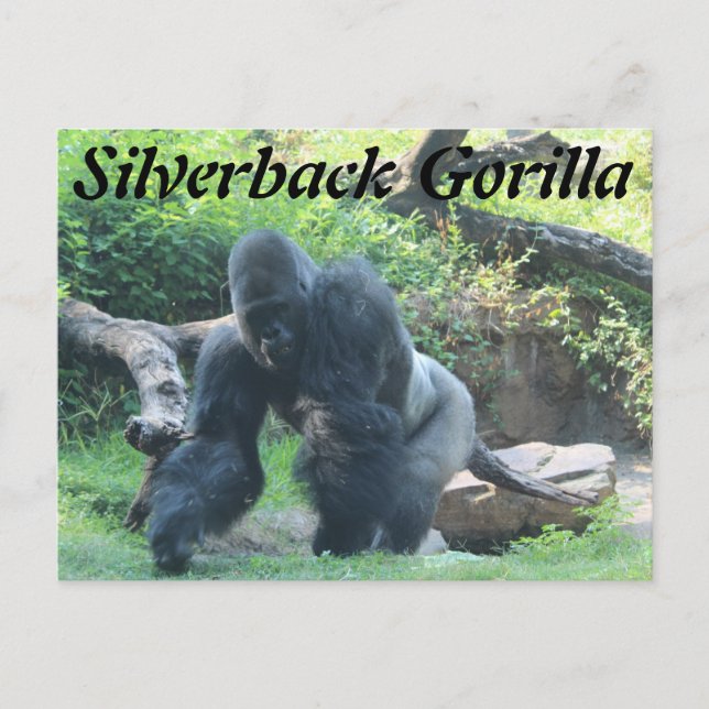 Silverback Gorilla # 3 Postcard (Front)