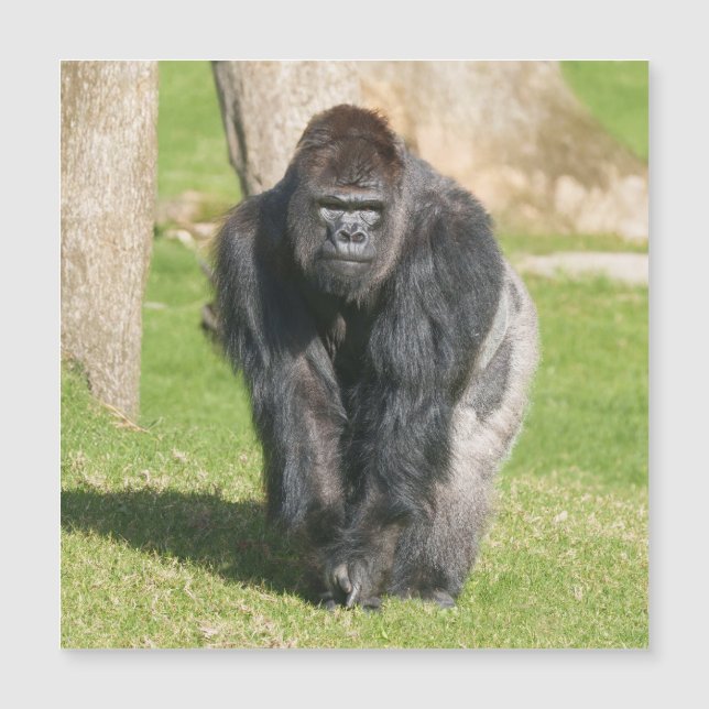 Silverback Gorilla – A Moment of Power (Front)