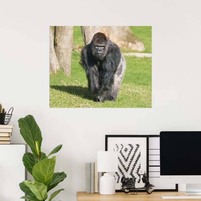 Silverback Gorilla – A Moment of Power Poster (Home Office)