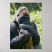 Silverback Gorilla And His Blanket