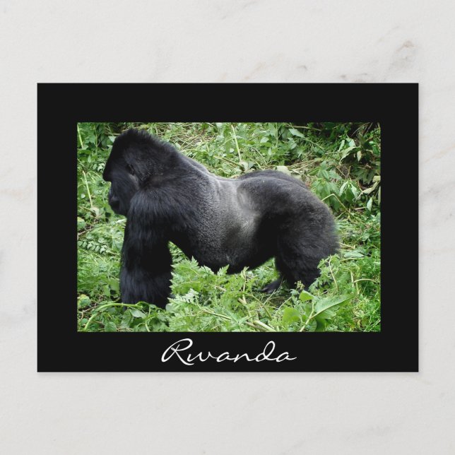Silverback gorilla black Rwanda postcard (Front)