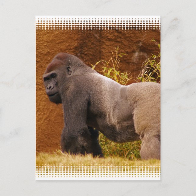 Silverback Gorilla Photo Postcard (Front)