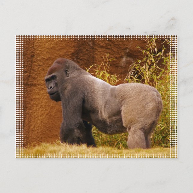 Silverback Gorilla Photo Postcard (Front)