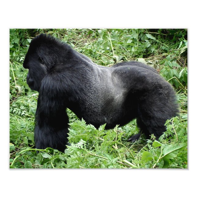 Silverback gorilla photo print (Front)