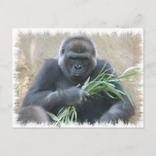 Silverback Gorilla Postcard