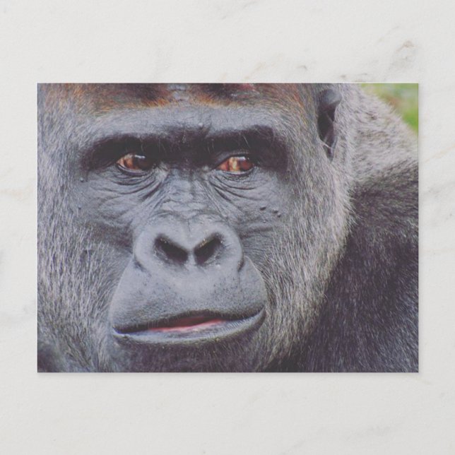 silverback gorilla postcard (Front)