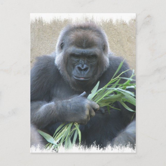 Silverback Gorilla Postcard (Front)