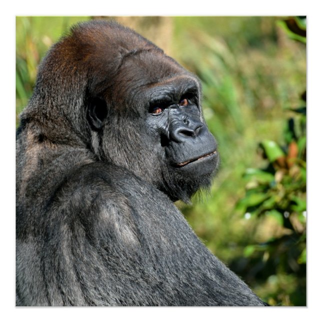 Silverback Gorilla Poster (Front)