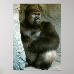 Silverback Gorilla Print